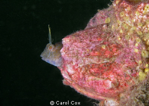 Seaweed Blenny in Barnacle, Gulf of Mexico, Florida by Carol Cox 